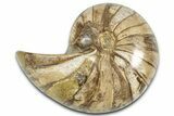 Cut & Polished Jurassic Nautilus Fossil (Half) - Madagascar #365545-1
